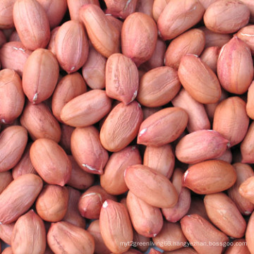 Long Shape Peanut Kernals with Red Skin
